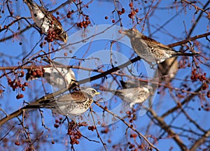 Thrush birds, fieldfare, snowbirds,  blackbirds eating berries on a tree in winter forest