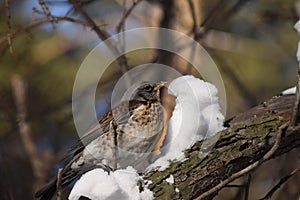 Thrush birds, fieldfare, snowbirds and snow on a tree in winter forest