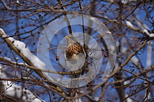 Thrush birds, fieldfare, snowbirds and snow on a tree in winter forest