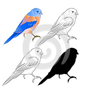 Thrush Bluebird small bird a background vintage vector illustration editable