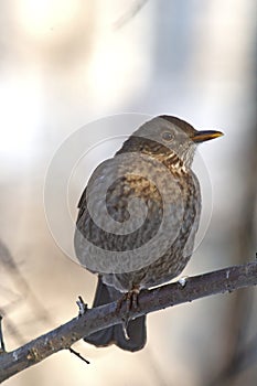 Thrush on branch