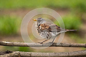 Thrush on branch