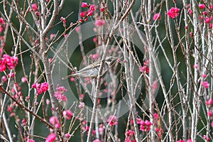 Thrush on the branch of peach trees