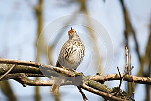 thrush on a branch singing with beak open