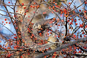 Thrush on branch of toringo crabapple tree