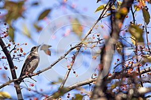 A Thrush on branch of toringo crabapple tree