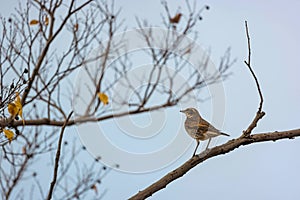 A thrush on branch of tree in late autumn