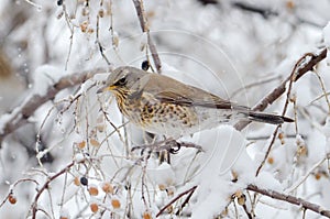 Thrush on branch (Turdus Obscurus) photo