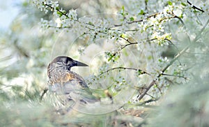 Thrush on branch (Turdus Obscurus)