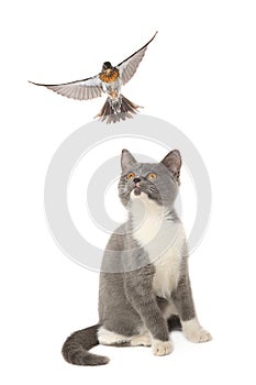 Thrush and cat