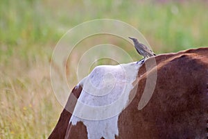 Thrush catching midges on the back of the cow