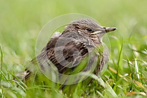 A thrush chick is hiding in the grass. Little bird in the meadow. Closeup portret