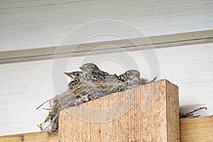 Thrush chicks are sitting in a nest against a wooden wall of the house