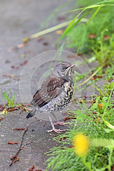 Thrush close up