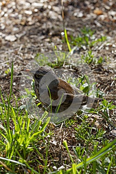 Thrush closeup on grass background