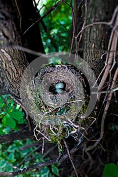 Thrush eggs