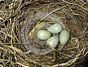 Thrush eggs in bird nest