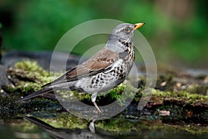 Thrush the Fieldfare near the water in spring against the background of greenery