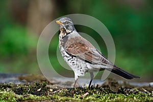 Thrush the Fieldfare near the water in spring against the background of greenery