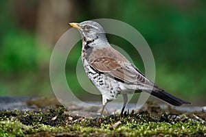 Thrush the Fieldfare near the water in spring against the background of greenery