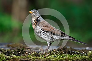 Thrush the Fieldfare near the water in spring against the background of greenery