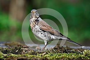 Thrush the Fieldfare near the water in spring against the background of greenery