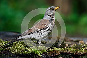 Thrush the Fieldfare near the water in spring against the background of greenery