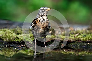 Thrush the Fieldfare near the water in spring against the background of greenery