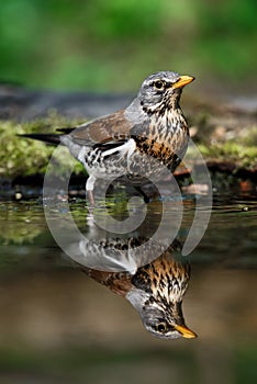 Thrush the Fieldfare near the water in spring against the background of greenery