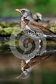 Thrush the Fieldfare near the water in spring against the background of greenery