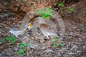 Thrush fieldfare, Turdus pylaris, feeds the chick with earthworms on the ground. An adult chick left the nest but his parents