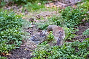 Thrush fieldfare, Turdus pylaris, feeds the chick with earthworms on the ground. An adult chick left the nest but his parents