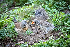 Thrush fieldfare, Turdus pylaris, feeds the chick with earthworms on the ground. An adult chick left the nest but his parents