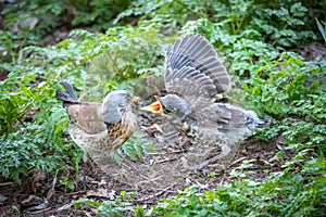 Thrush fieldfare, Turdus pylaris, feeds the chick with earthworms on the ground. An adult chick left the nest but his parents