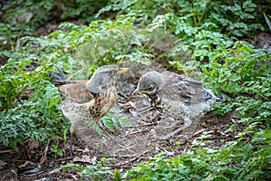 Thrush fieldfare, Turdus pylaris, feeds the chick with earthworms on the ground. An adult chick left the nest but his parents