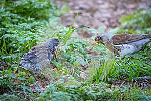 Thrush fieldfare, Turdus pylaris, feeds the chick with earthworms on the ground. An adult chick left the nest but his parents