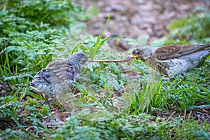 Thrush fieldfare, Turdus pylaris, feeds the chick with earthworms on the ground. An adult chick left the nest but his parents