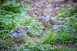 Thrush fieldfare, Turdus pylaris, feeds the chick with earthworms on the ground. An adult chick left the nest but his parents