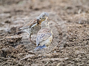 Thrush fieldfare, Turdus pylaris, feeds the chick with earthworms on the ground. An adult chick left the nest but his parents