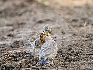 Thrush fieldfare, Turdus pylaris, feeds the chick with earthworms on the ground. An adult chick left the nest but his parents