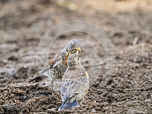 Thrush fieldfare, Turdus pylaris, feeds the chick with earthworms on the ground. An adult chick left the nest but his parents