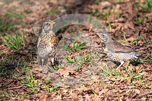 Thrush fieldfare, Turdus pylaris, with its fledglings is looking for worms on the spring lawn