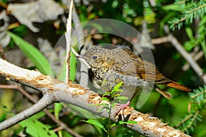 Thrush in forest