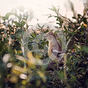A thrush in the grass, a close-up of a thrush, a close-up of a bird in the grass