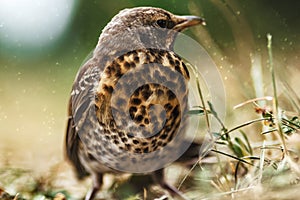 A thrush in the grass, a close-up of a thrush, a close-up of a bird in the grass