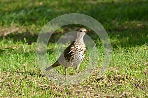 Thrush on the ground