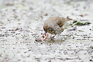 Thrush has caught an earthworm