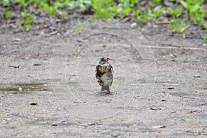 Thrush holding in its beak a long worm