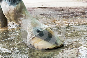 Thrush Infection in Horses Hoof.