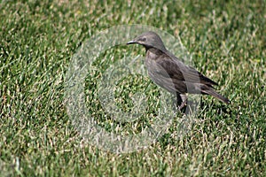 Thrush on lawn